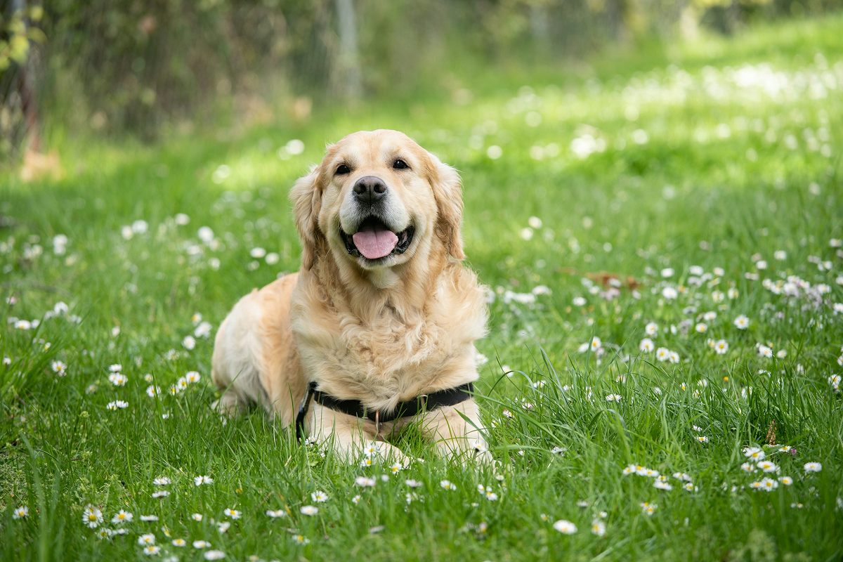 Clean Dog